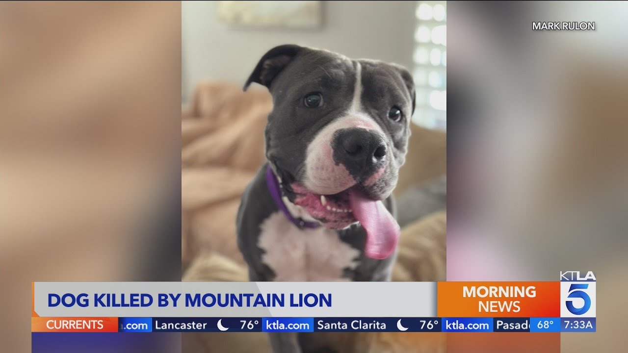 ‘Wildlife warning’ issued after mountain lion kills beloved pit bull  