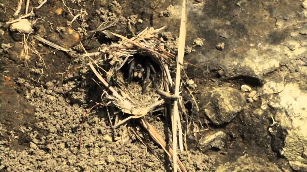 Warburgia Salutaris 2