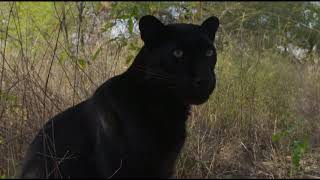 شاهد جمال النمر الاسود و سرعته الخارقة في التسلق black panther