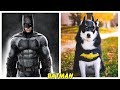 Superheroes Characters in Real Life Dogs