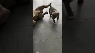 Father And Sons American Bully Puppies
