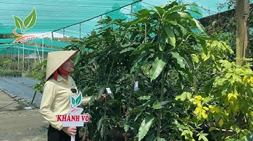 TOP 3 GIỐNG XOÀI ĐÁNG TRỒNG NHẤT TRONG VƯỜN NHÀ! | KHÁNH VÕ GARDEN | HOTLINE 092 848 7777