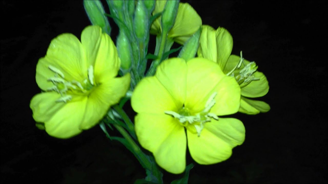 Night blooming evening primrose flowers ☾ YouTube