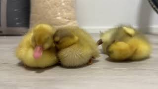 Duckling cannot stay awake