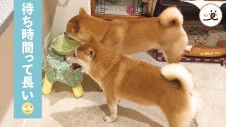 水飲みの順番を待つ柴犬さん。お利口でいるのは大変なんです【PECO TV】