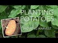 Plant Potatoes &amp; Harvest ☘️🥔种土豆 &amp; 收土豆🥔☘️