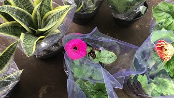 [Video đầu tiên] Làng hoa sa đéc những ngày cận Tết Xuân canh tý năm 2020