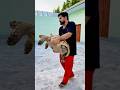 Bajran Like For Cute Pet 👍♥️ #shorts #ytshorts #viral #trending #youtubeshorts #pets