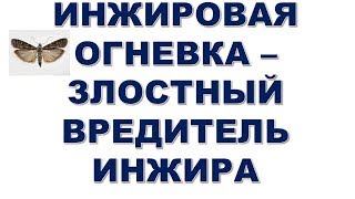 картинка: Инжировая огневка - злостный вредитель инжира. Начинается массовый лет. Как спасти урожай инжира?
