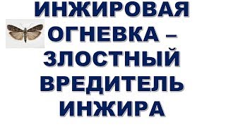 Инжировая огневка - злостный вредитель инжира. Начинается массовый лет. Как спасти урожай инжира?