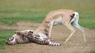 Omg... Angry Mother Impala Killed Cheetah With Horns To Save Her Calf - Lion Vs Warthog, Wild Dogs