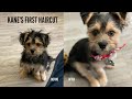 MY PUPPY&#39;S FIRST HAIRCUT 😍😍😍 | 16 WEEK OLD MORKIE 🐶🐶🐶❤️️💛