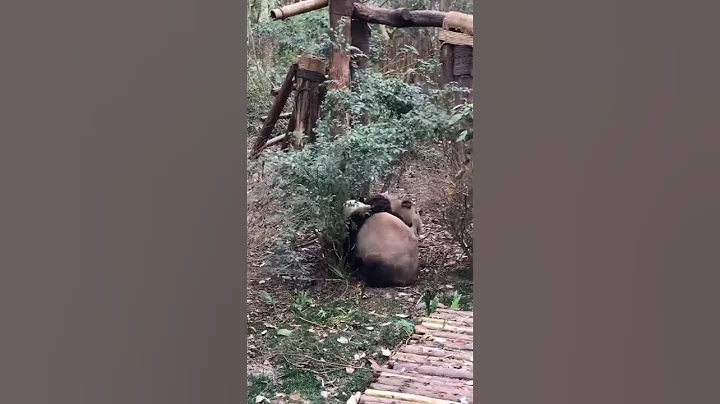 🐼大熊貓奇珍和芝士打架, 叫聲好慘烈 Two Giant Pandas Having A Hard Fighting #Shorts | - 天天要聞