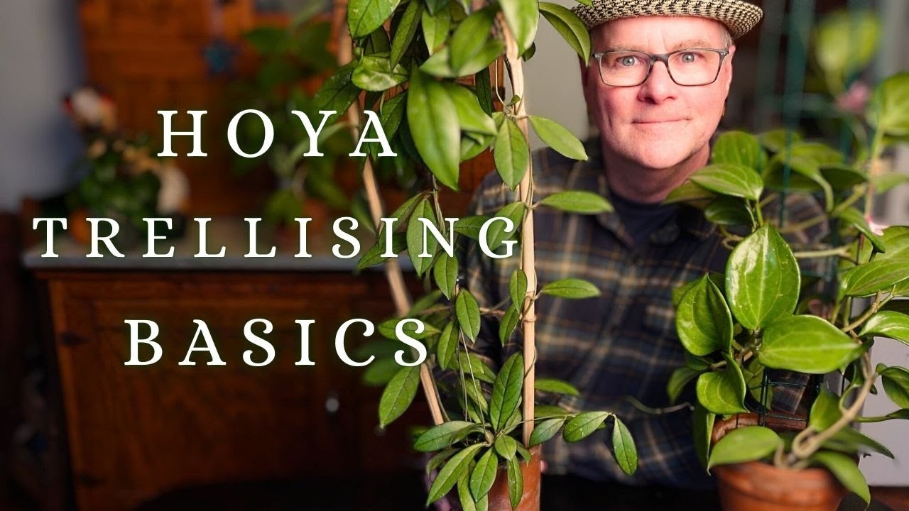 How to, Which Hoya and Trellis + A Really Cool Hack 😎