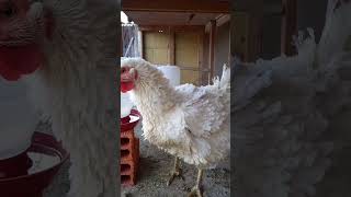 Galinha Frisada Arrepiada