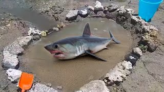 Diy Fish Pond At Beach