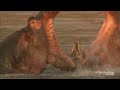 Hippo Fight!