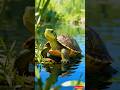 Cute Turtle by the Water 🐢💚 #shorts #turtle #cuteanimals #wildlife #viralshorts