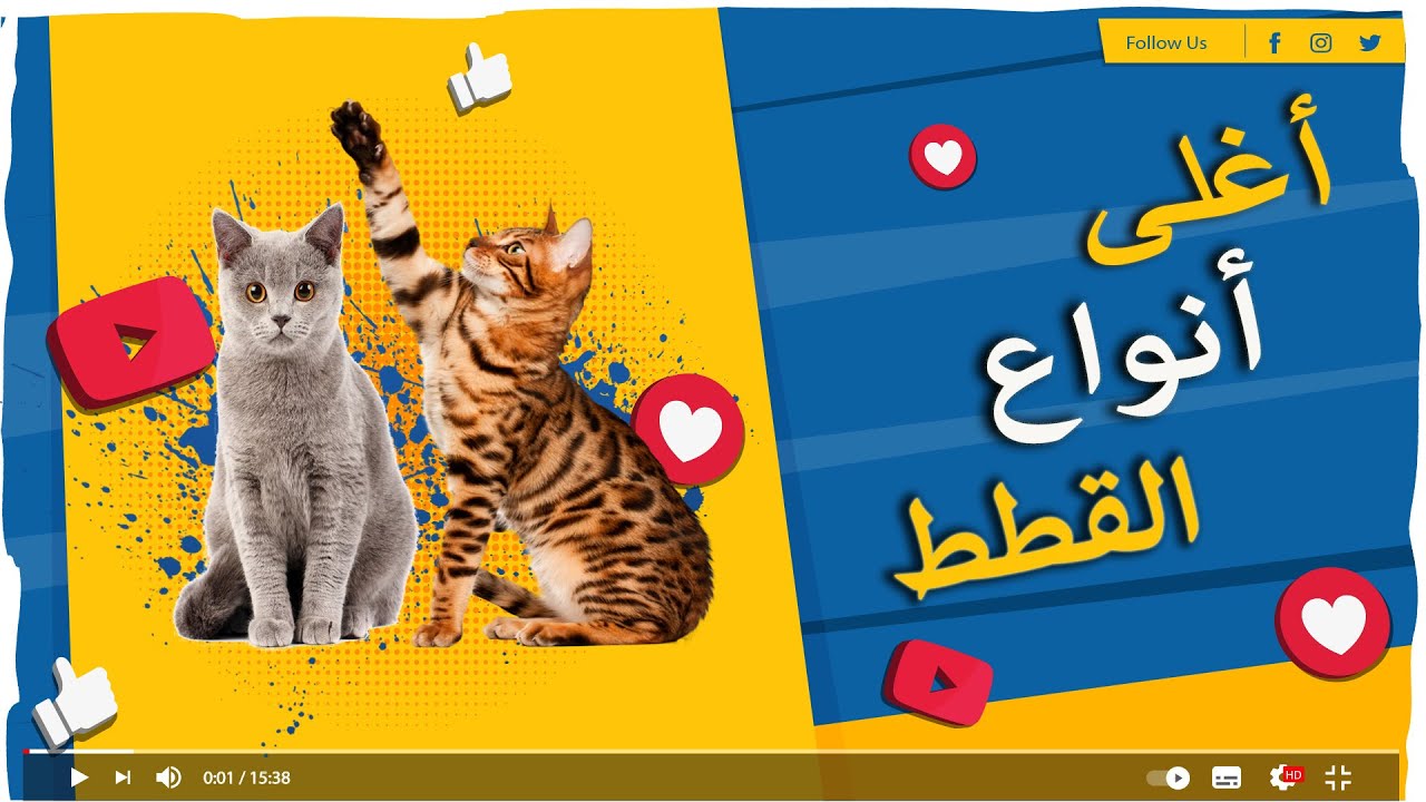 تعرف على أغلى سلالات القطط وأنذرها على الإطلاق.