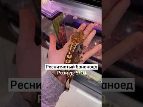 Какого выберешь? #бананоед #ящерица #геккон #животные