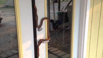 Friendly Gopher Snake Encounter Part Four