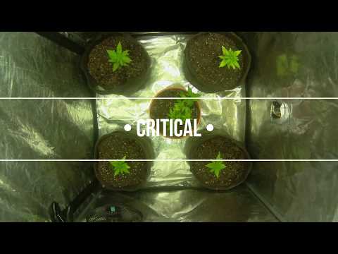 Timelapse Grow | Critical by Royal Queen Seeds