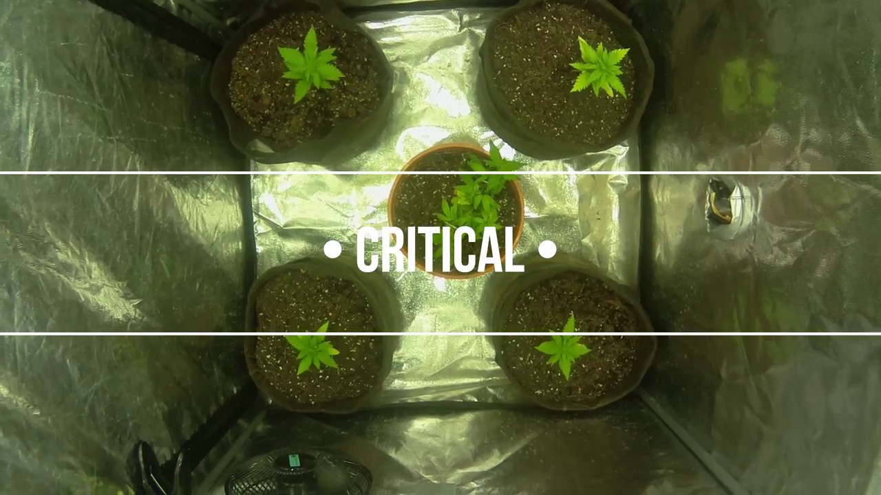 Timelapse Grow | Critical by Royal Queen Seeds