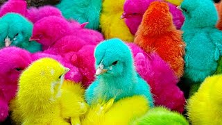 colorful chicks growth,color chicken growth,chicken color genetics,color chicken gun