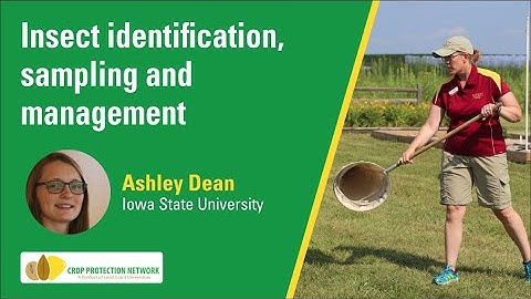 Insect identification, sampling and management