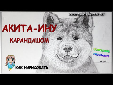 Как нарисовать собаку карандашом. Акита-Ину