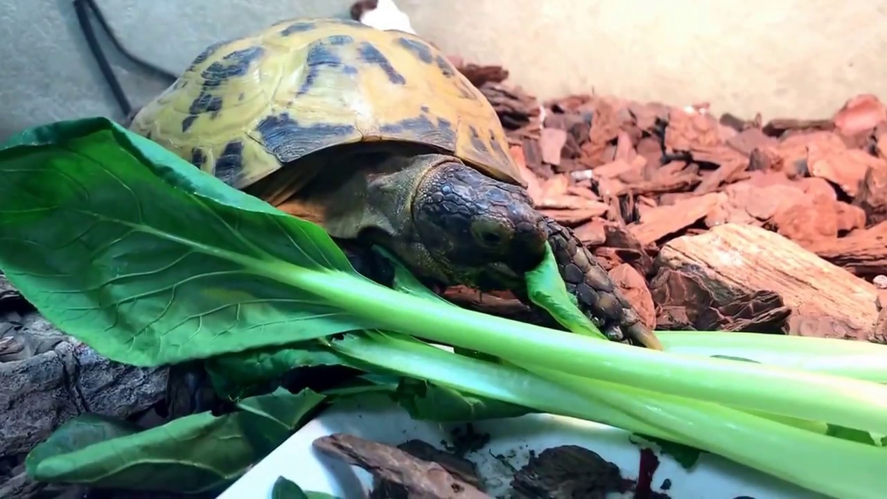 本日のリクガメ 小松菜がなかなか食べられないロシアリクガメ 癒やしの陸亀 リクガメの飼い方