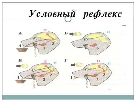 Врожденные и приобретённые программы поведения