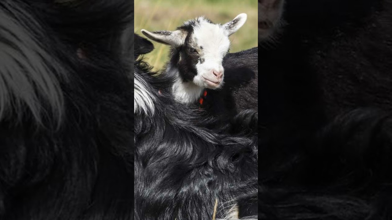 Tiny Goat Adopted by Border Collies Thinks She's a Dog
