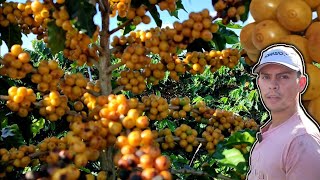 COMO PRODUZIR MUITO CAFÉ EM POUCO ESPAÇO