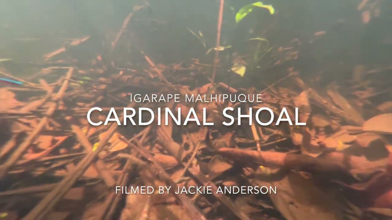 Cardinal Shoal