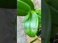 This Is What a Happy Orchid Looks Like #plantreels #slowliving #naturetherapy #plantlover
