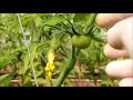 Интенсивный рост томата , формировка и питание на это время