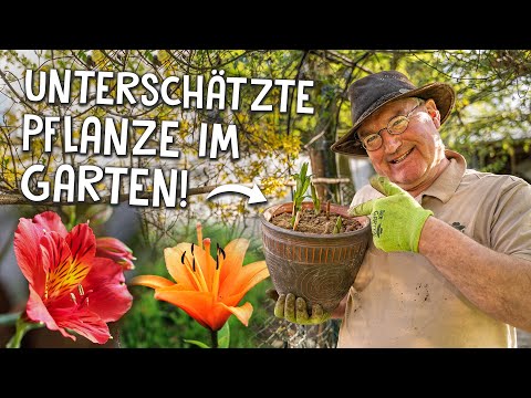 Video: Können Sie Topfblumen umpflanzen - Tipps zur Pflege von begabten Kübelpflanzen