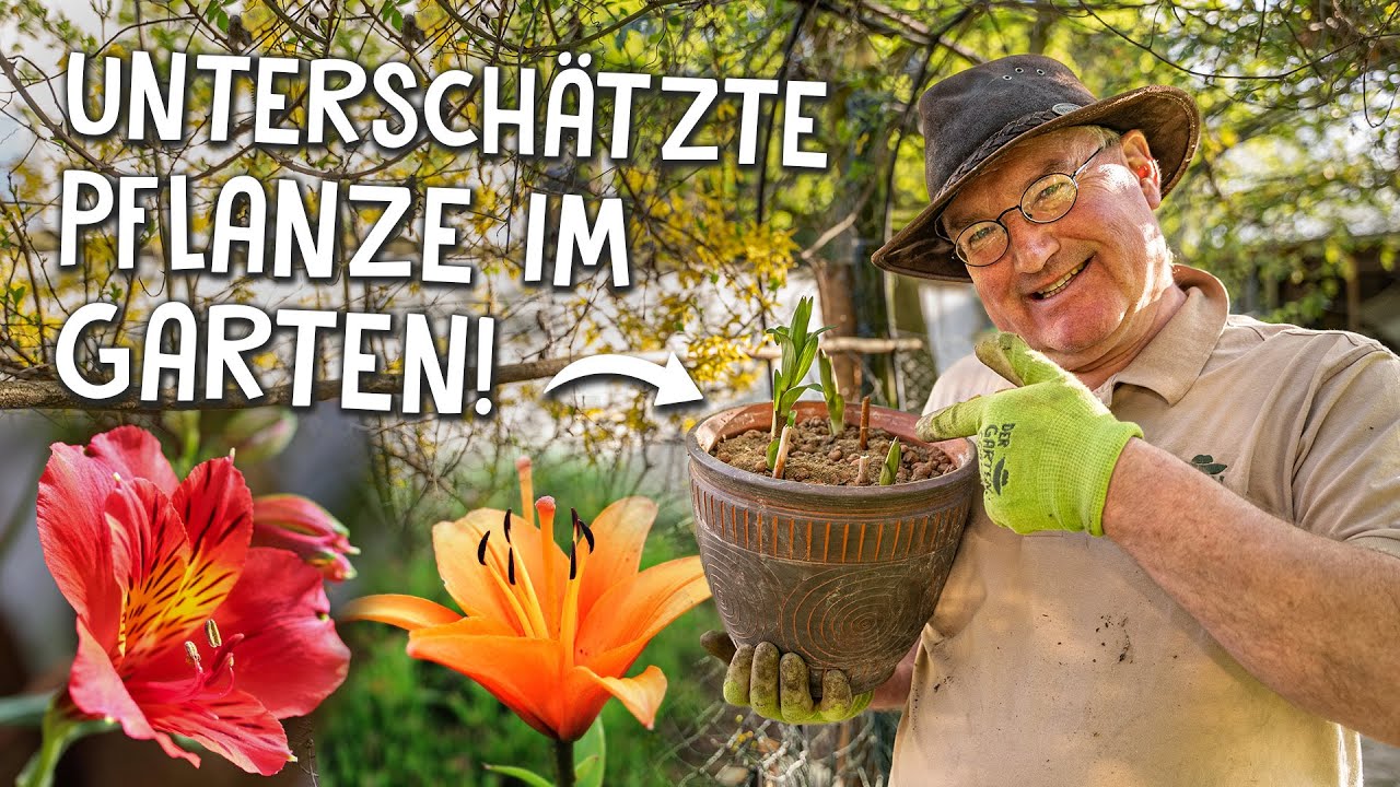 Lilien im Kübel pflanzen & pflegen 🌷 - So wird dein Garten farbenfroh!