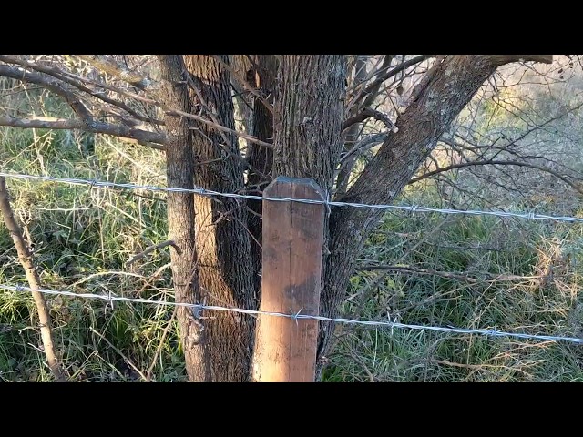 Micro Barbed Wire Tree