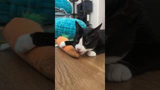Cat asmr #oreo #crunchysounds #cat #catshorts #kitten #kittenshorts #trending #viral #fyp