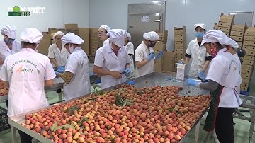 Vải thiều Lục Ngạn, sản phẩm đầu tiên của Việt Nam được bảo hộ chỉ dẫn địa lý tại Nhật |Dân Việt TV