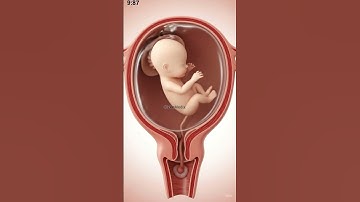 How a Baby Grows Inside the Womb | Placenta & Cord Explained