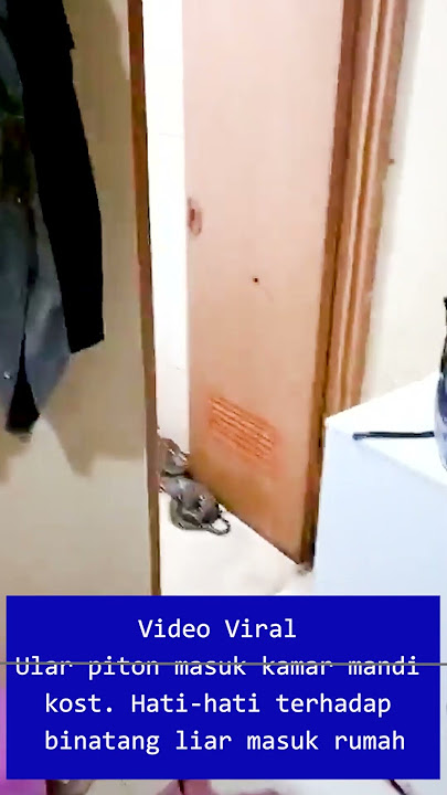 Viral  Ular piton masuk kamar mandi kost saat banjir #shortvideo #viral #shorts #short #trending