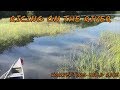 Harvesting Wild Rice From the River