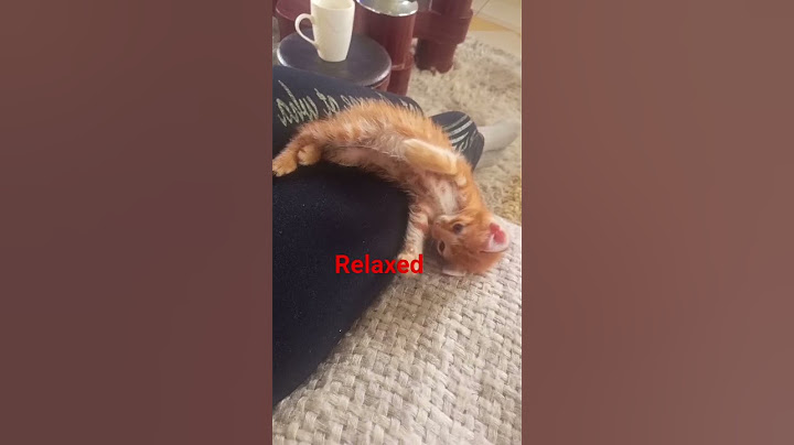 #trending #viral #cat #kitten #shorts #youtubeshorts