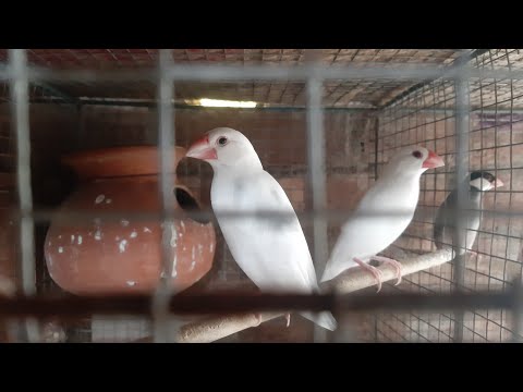 ALL BREEDING TIPS FOR JAVA SPARROW BIRDS BREEDING