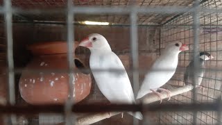 ALL BREEDING TIPS FOR JAVA SPARROW BIRDS BREEDING