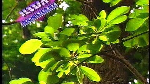 WXXI-TV break (1985)