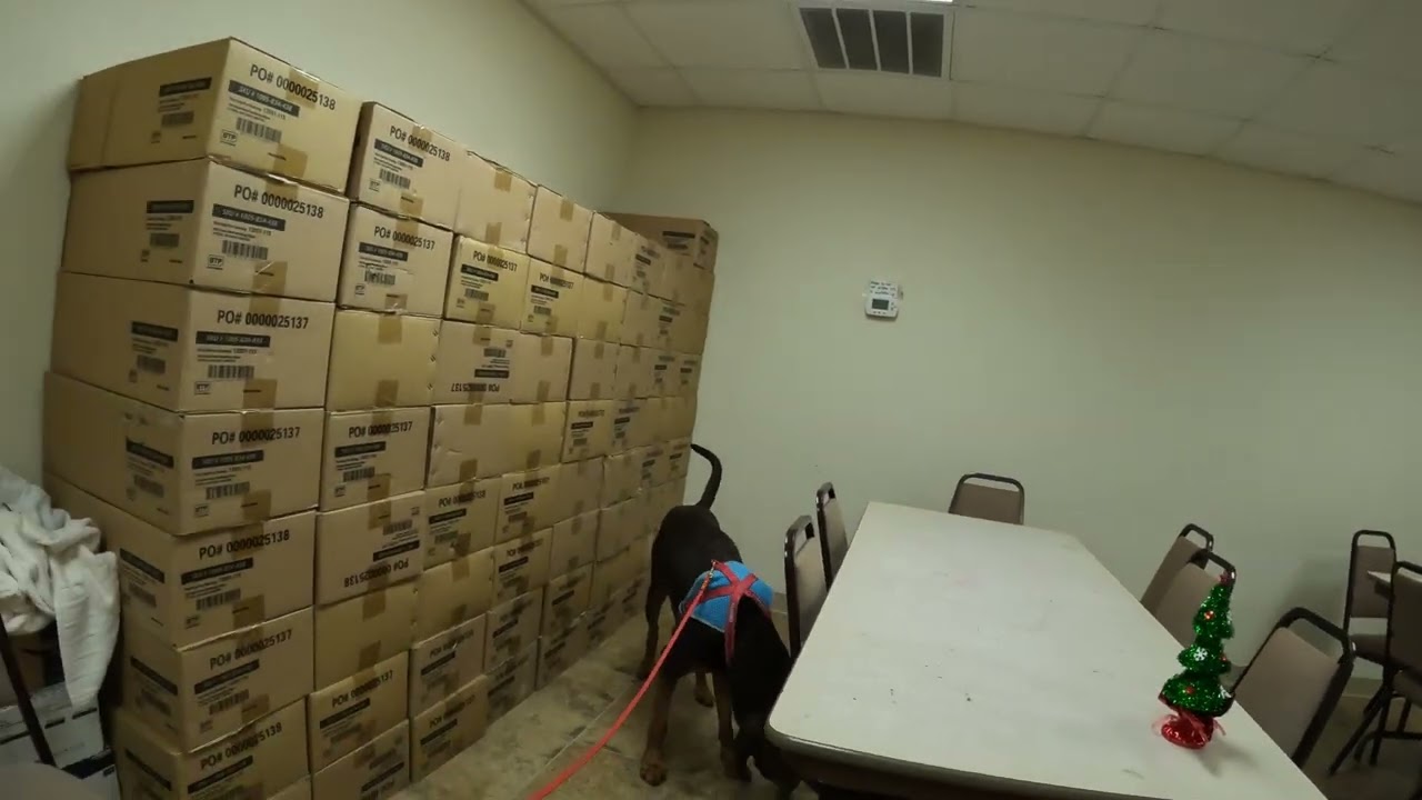 Qualifying AKC Advance Interior Search - Groveland FL December 2025